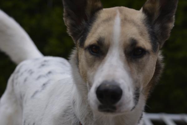 /Images/uploads/Humane Society of Utah/HSUCalendar/entries/1153thumb.jpg